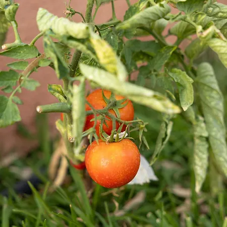 Plane Tree House Kefalonia *